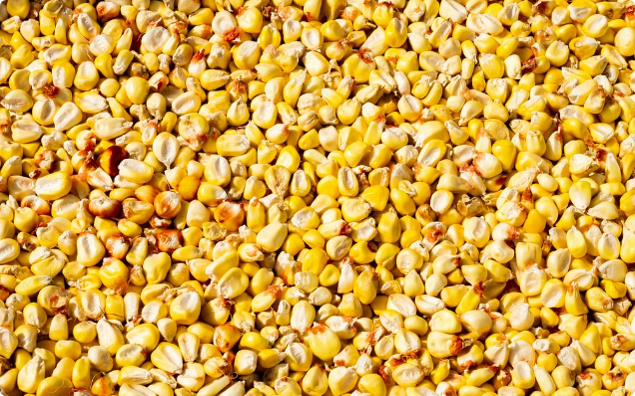 옥수수